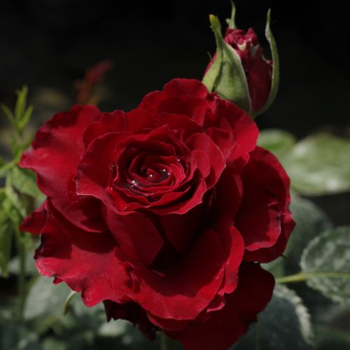 Vendita, rose rose ibridi di tea - rosso - Rosa Schwarze Madonna™ - rosa dal profumo discreto - Wilhelm II Kordes  & Reimer & Werner Kordes - ,-